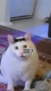 啊这表情包- 抖音